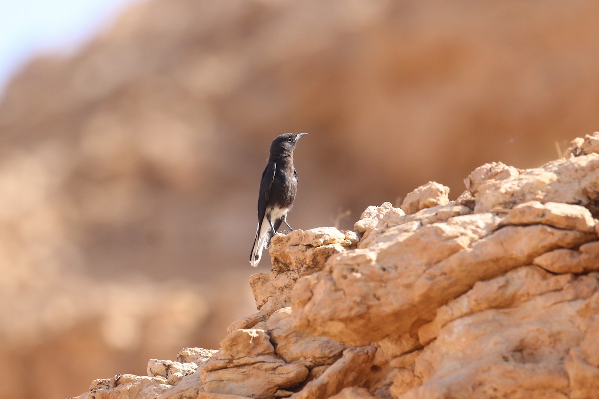 White-crowned Wheatear - Oscar Campbell