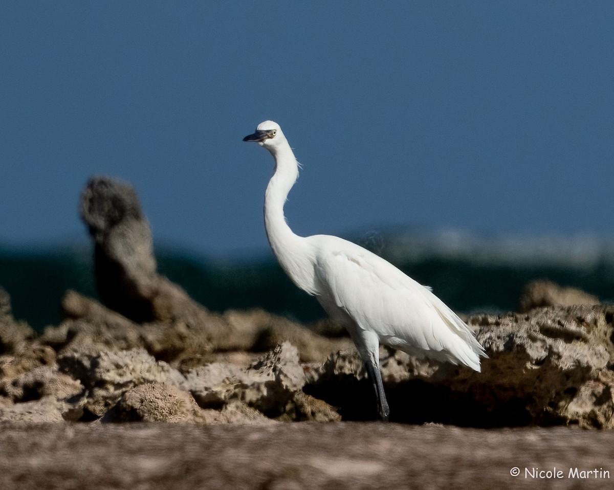 Reddish Egret - ML618722683