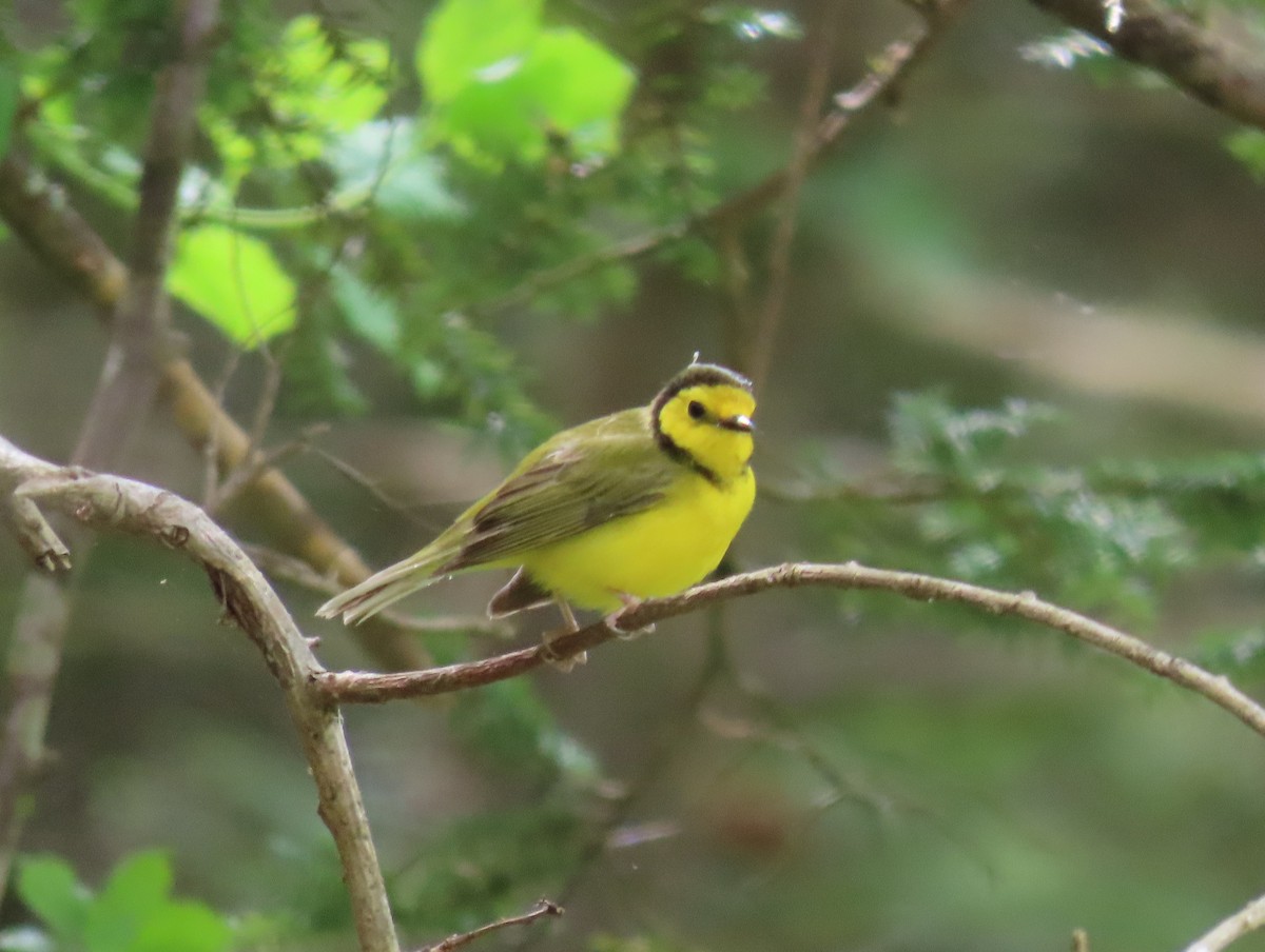 Hooded Warbler - ML618722714