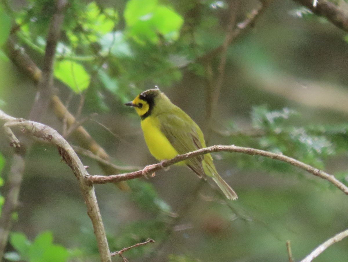 Hooded Warbler - ML618722724