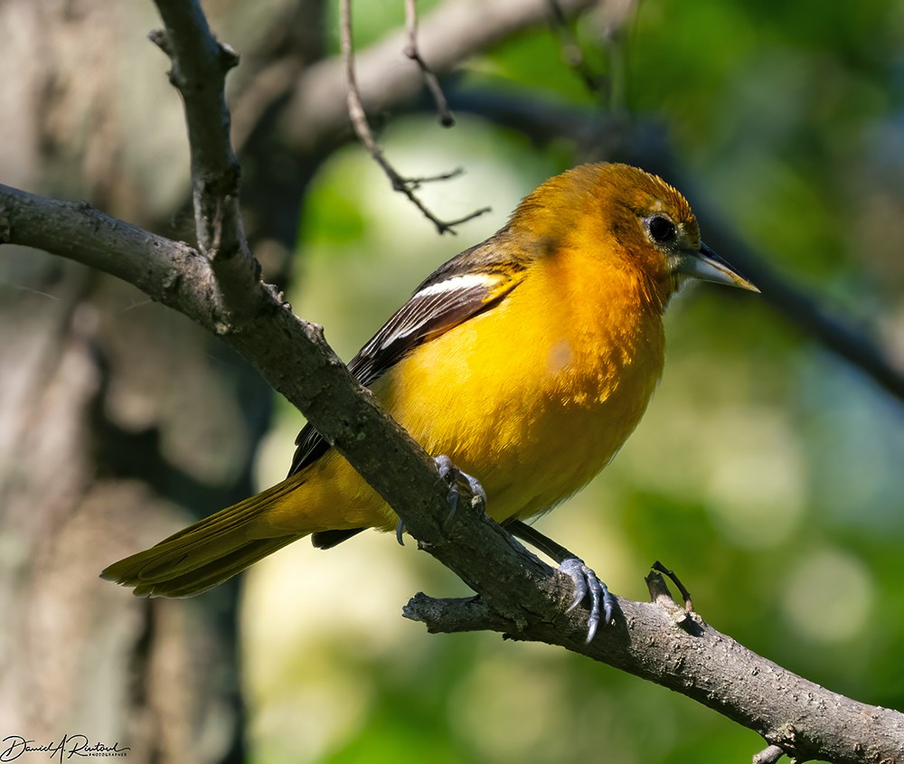 Baltimore Oriole - Dave Rintoul