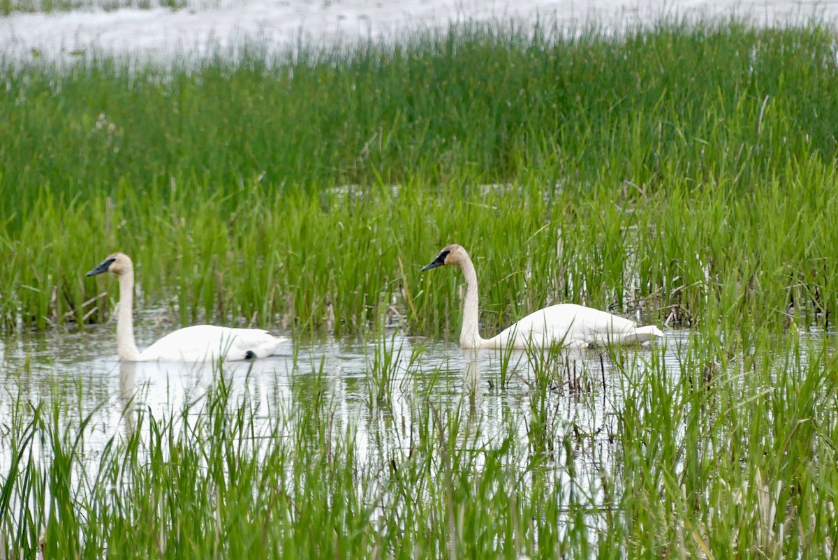 Trumpeter Swan - ML618722751