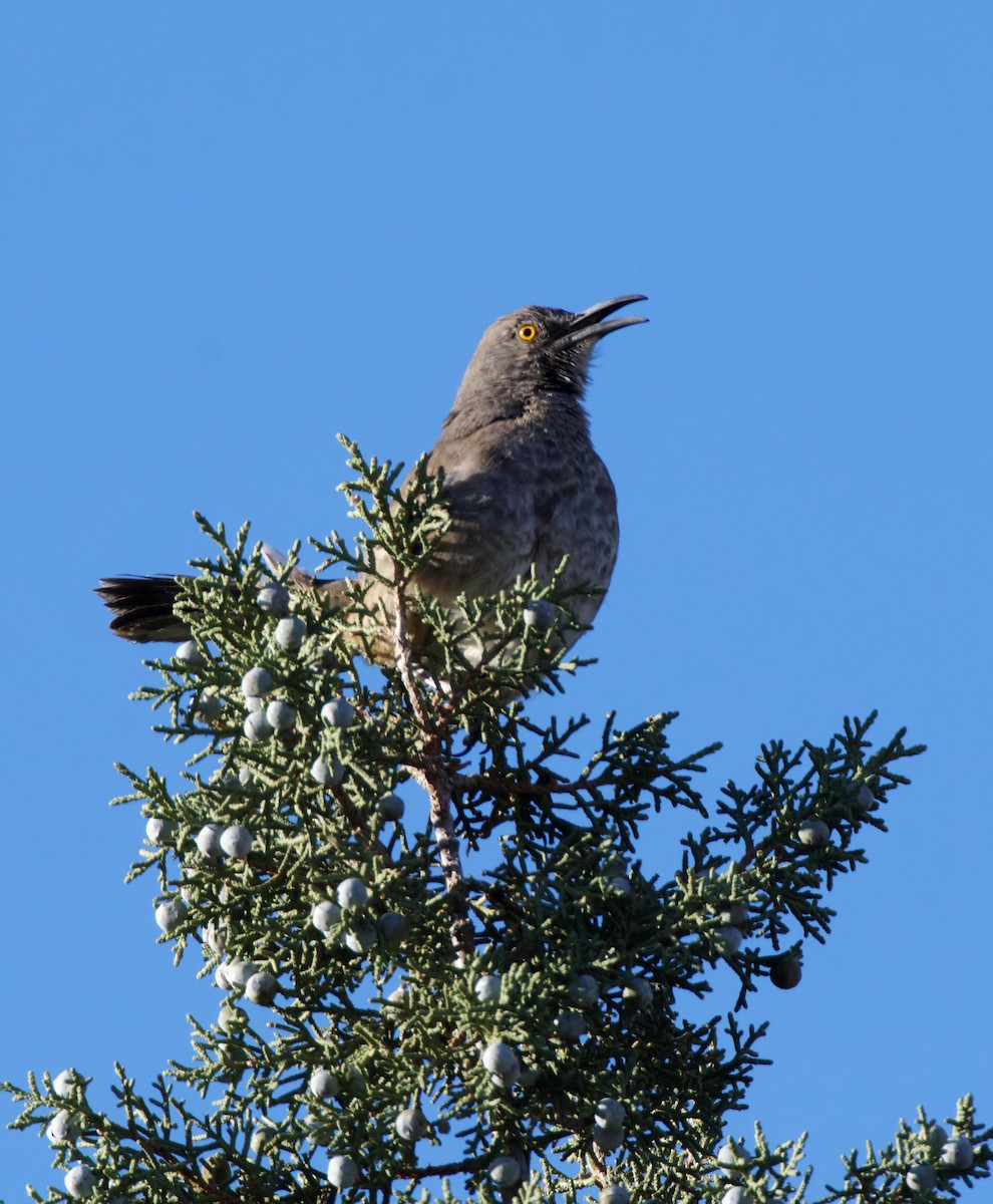 Curve-billed Thrasher - Leslie Holzmann