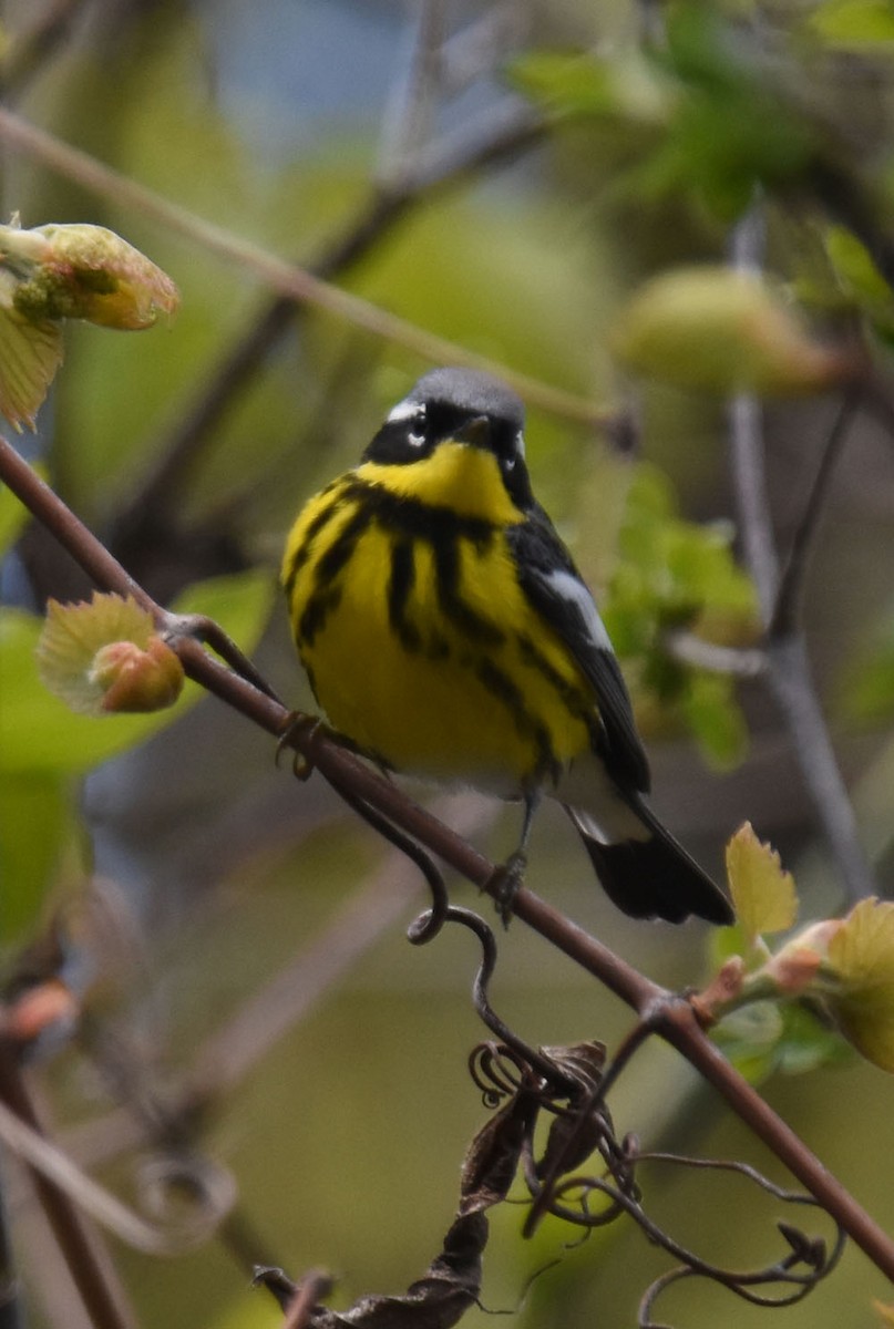 Magnolia Warbler - ML618722757