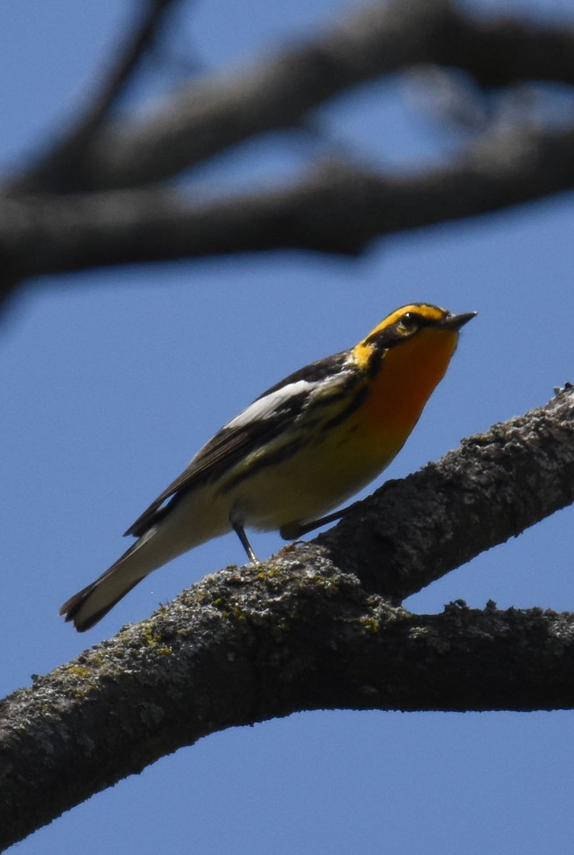 Blackburnian Warbler - ML618722766