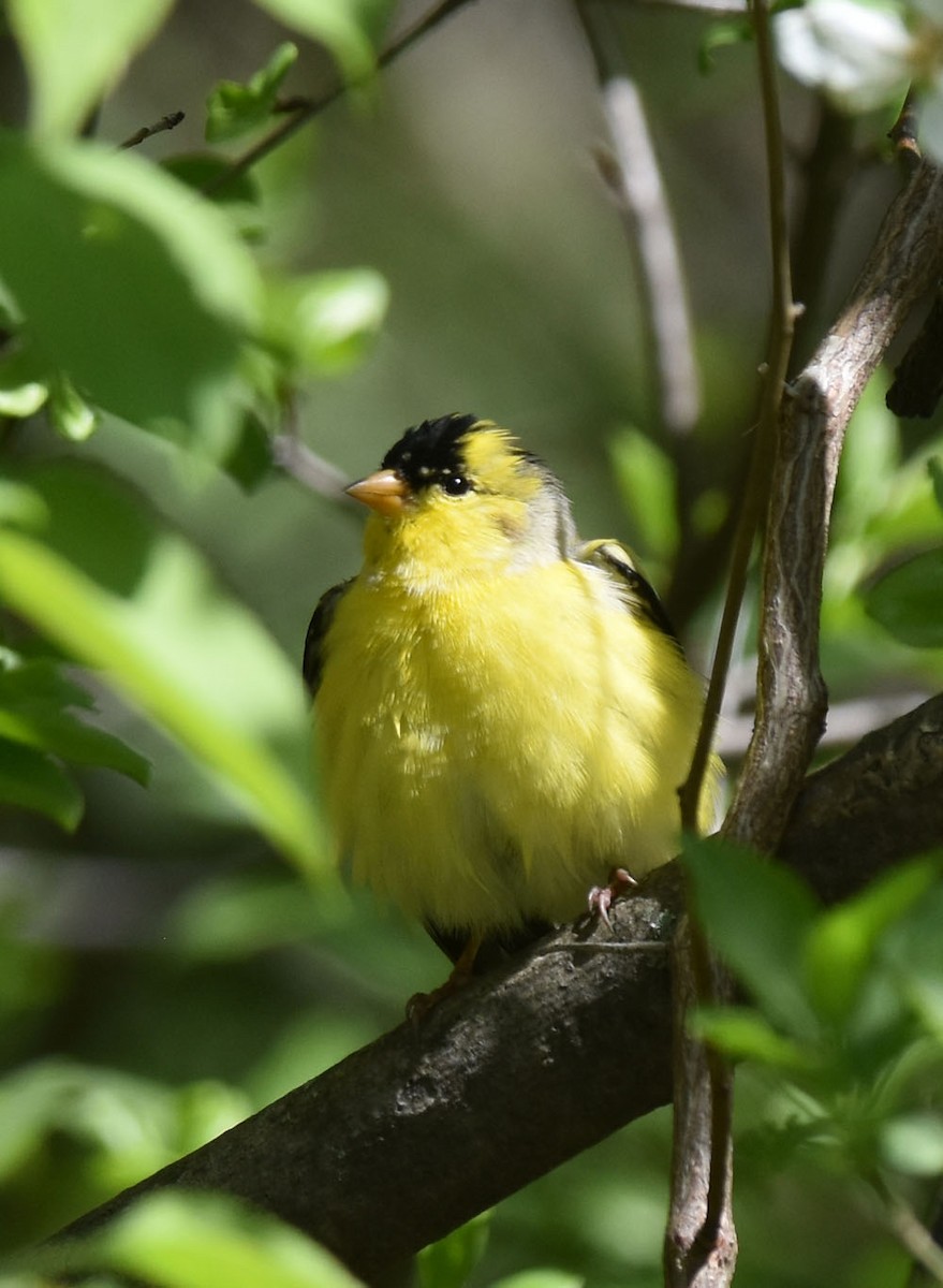 American Goldfinch - ML618722781