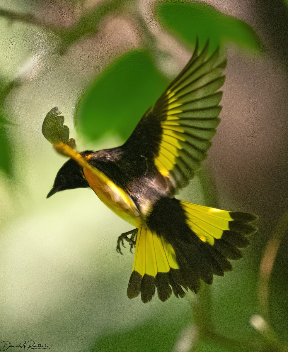 American Redstart - Dave Rintoul