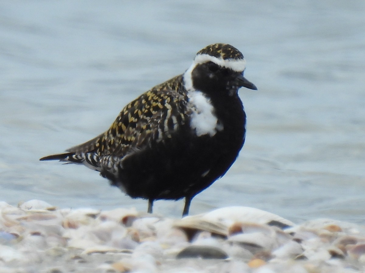 American Golden-Plover - Stephen Spector