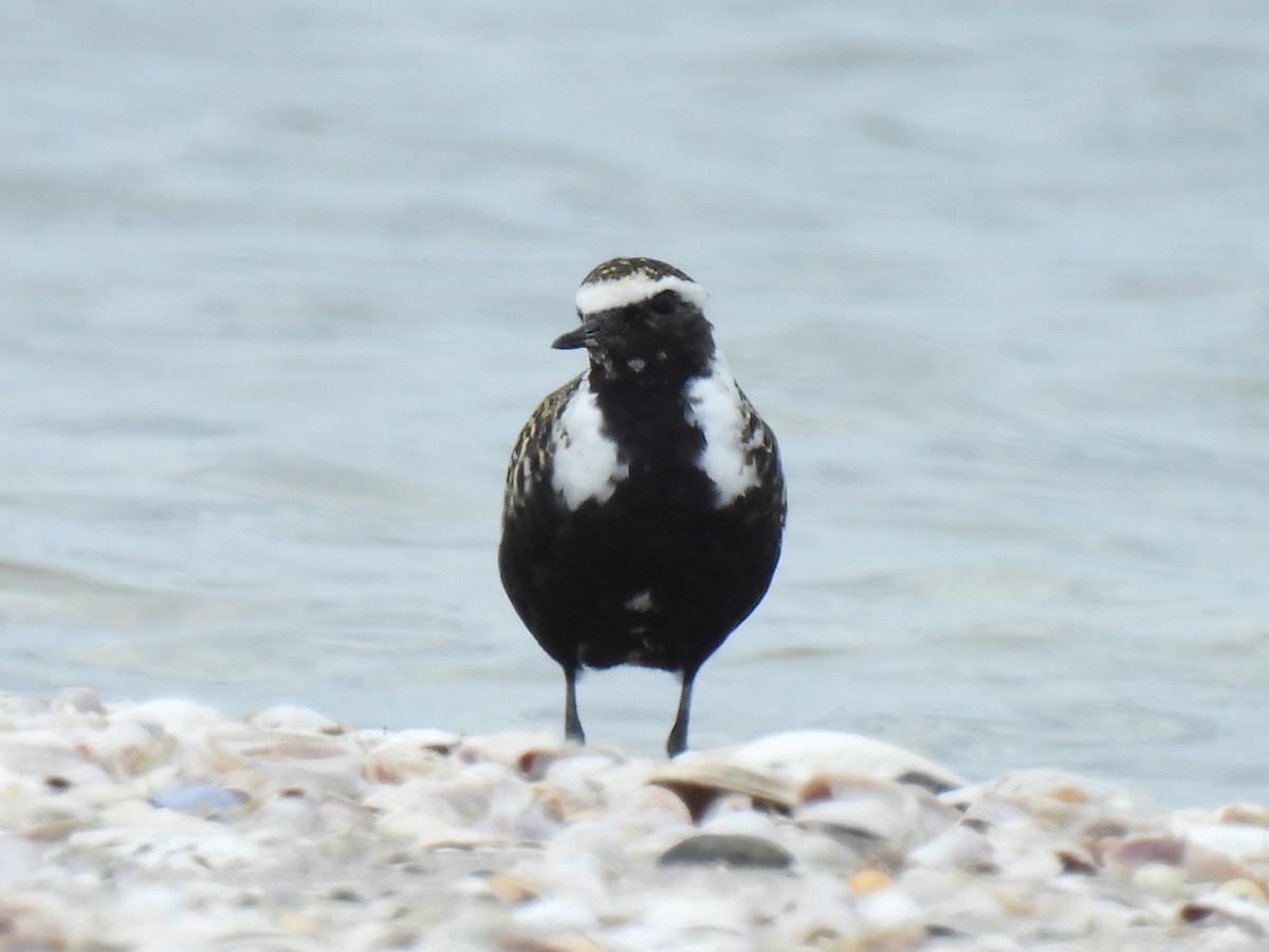 American Golden-Plover - Stephen Spector