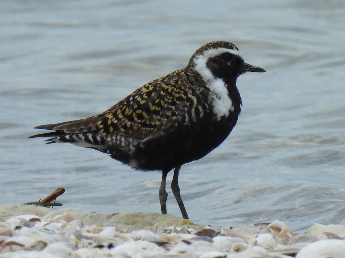 American Golden-Plover - Stephen Spector