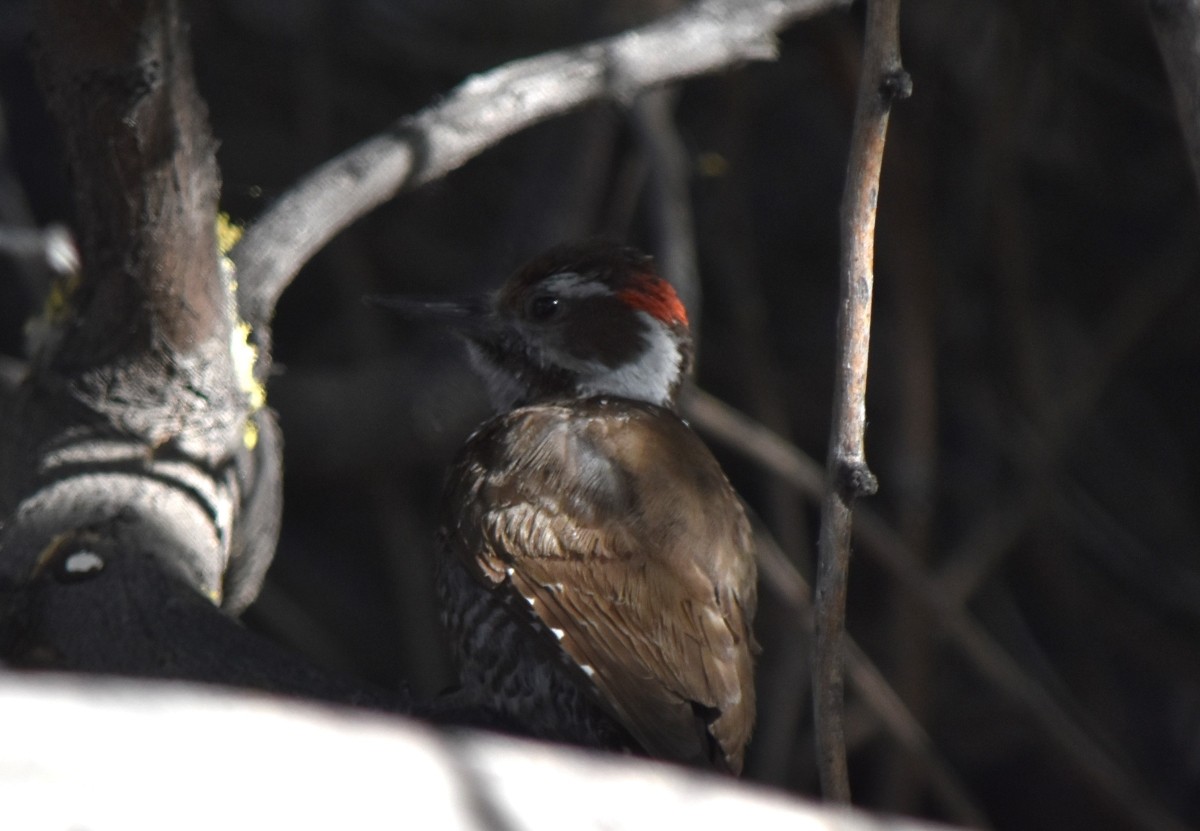Arizona Woodpecker - Steve Nord