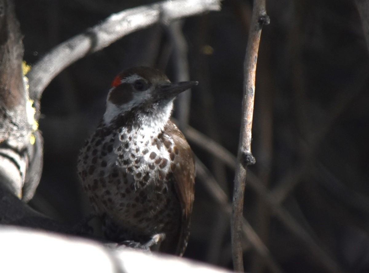 Arizona Woodpecker - Steve Nord