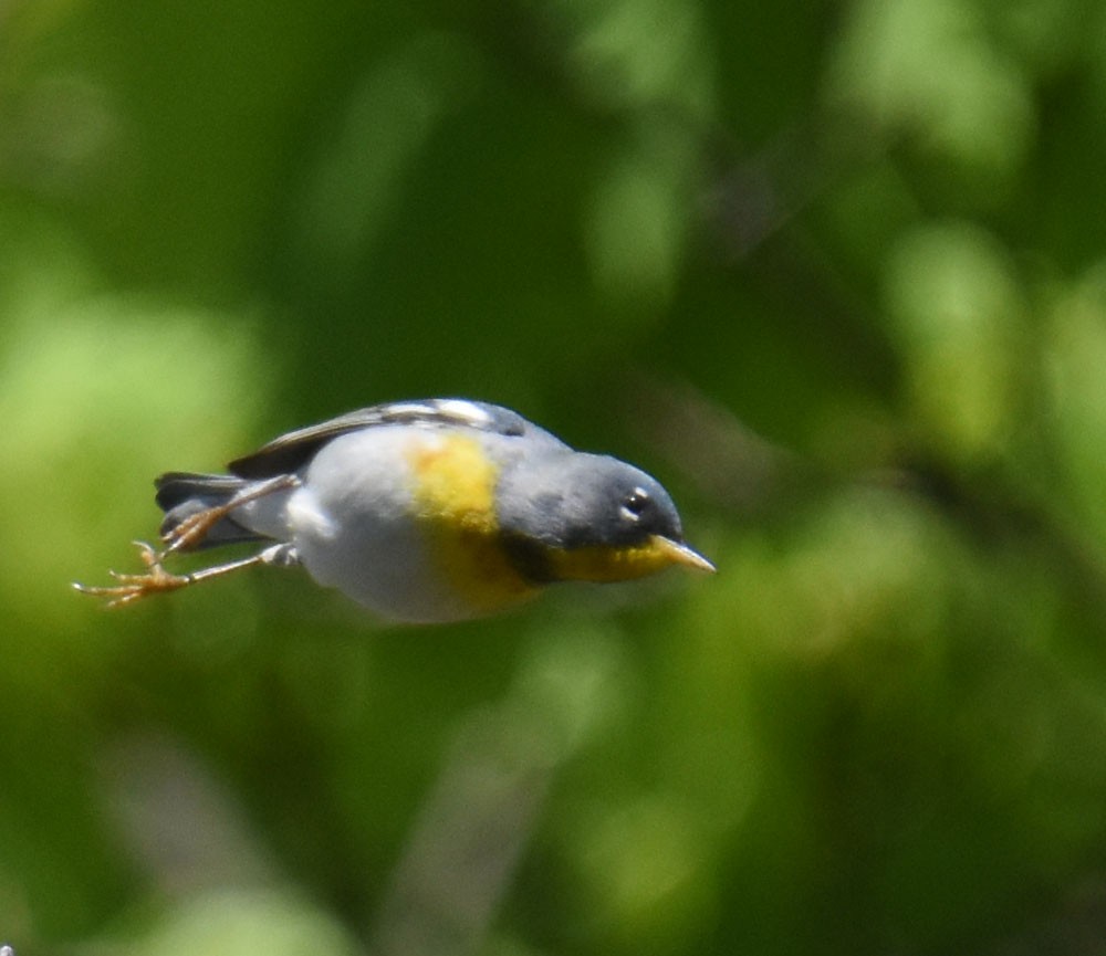 Northern Parula - ML618722804