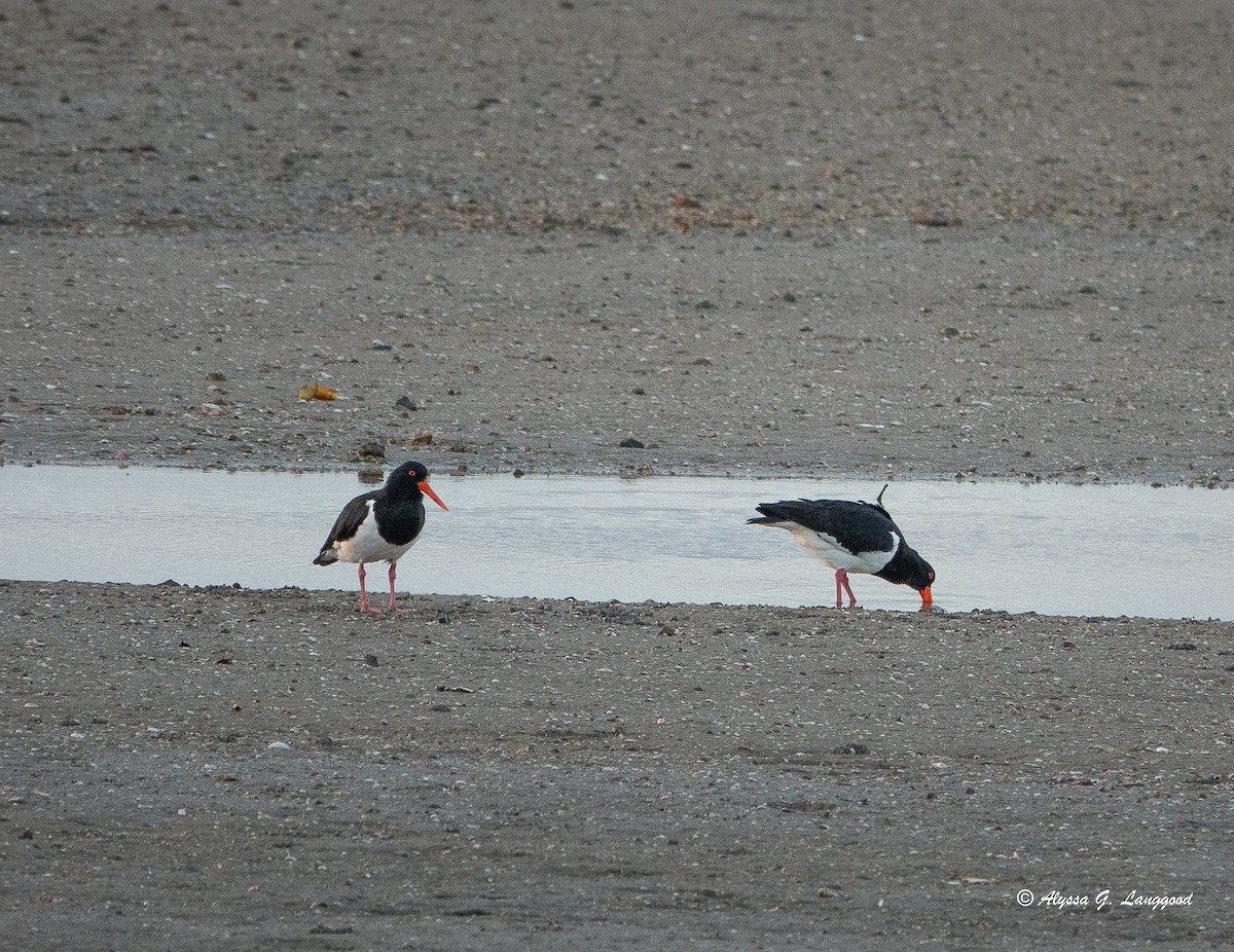 Pied Oystercatcher - Anonymous
