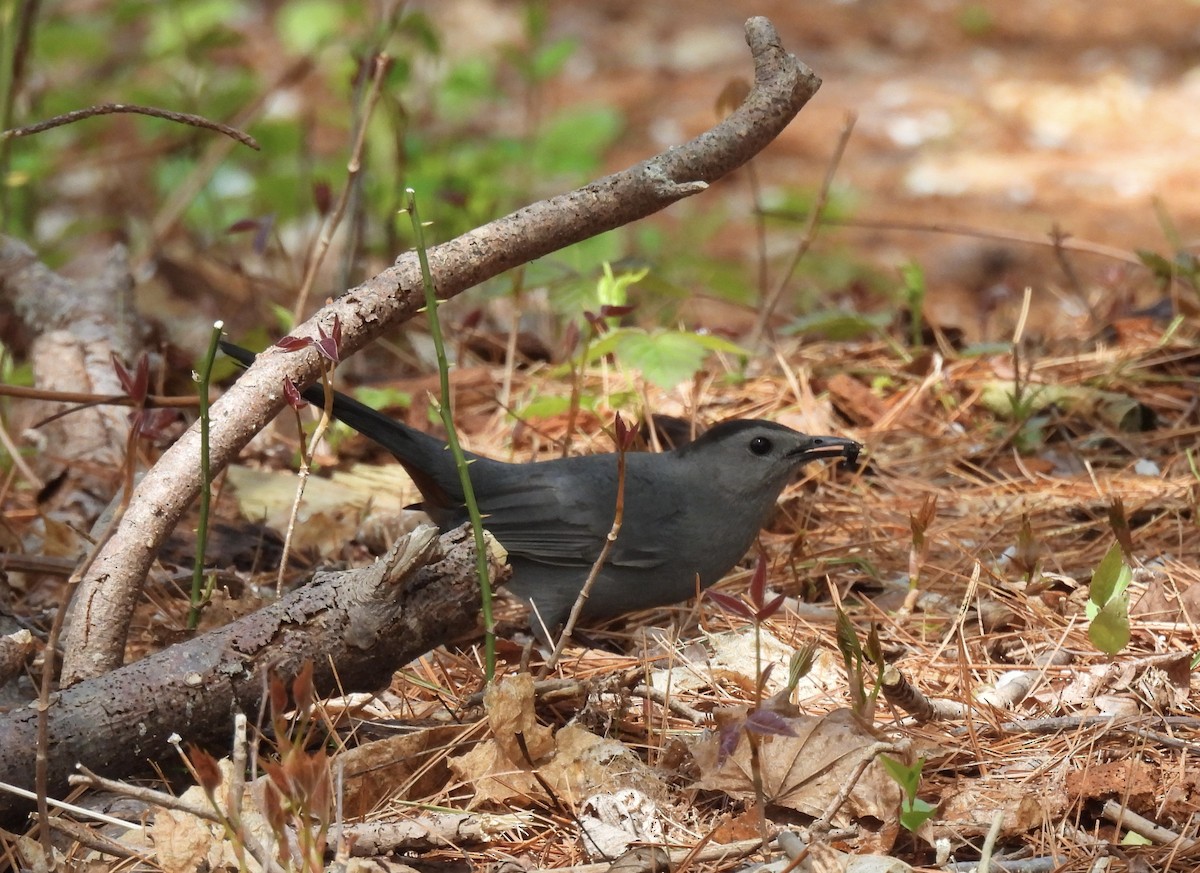 Gray Catbird - ML618722827