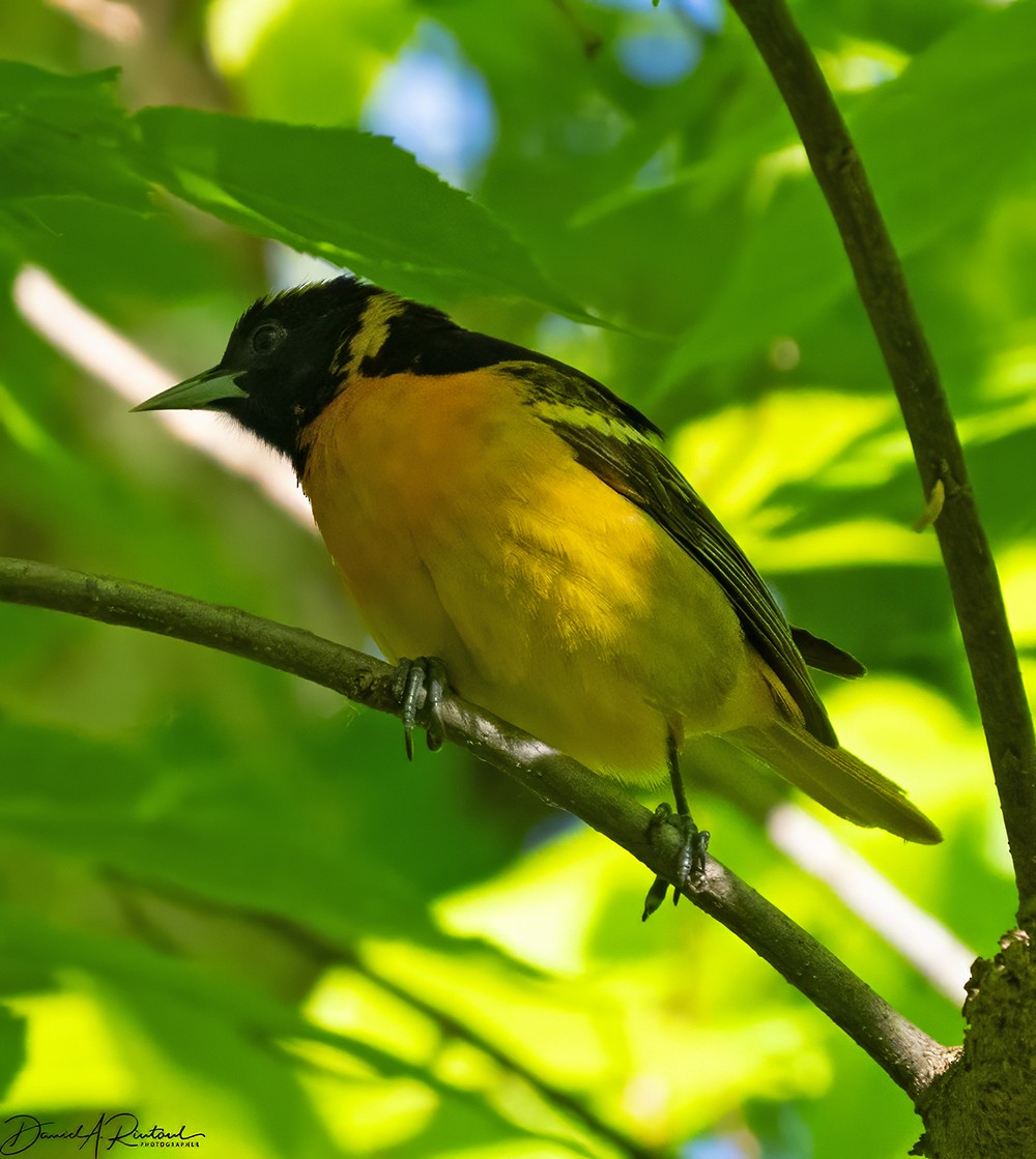 Baltimore Oriole - Dave Rintoul