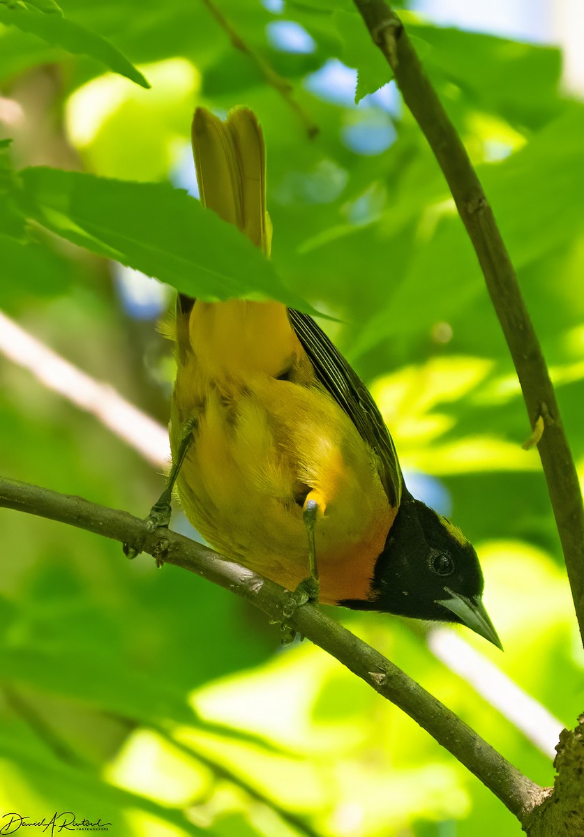 Baltimore Oriole - Dave Rintoul