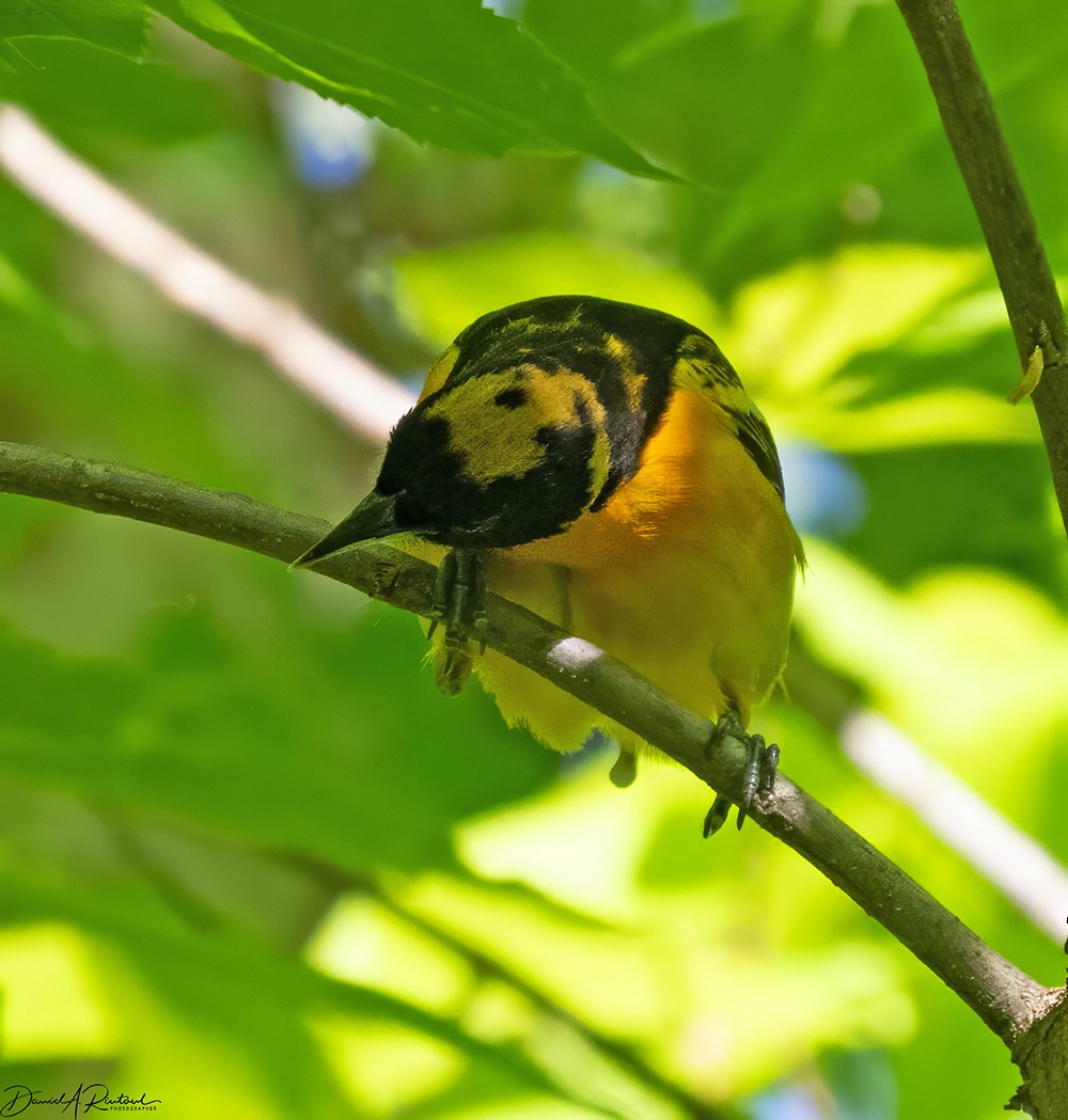 Baltimore Oriole - Dave Rintoul