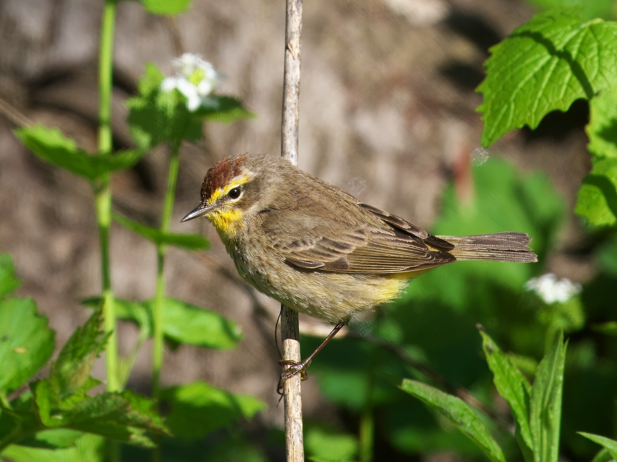 Palm Warbler - Gavin Edmondstone