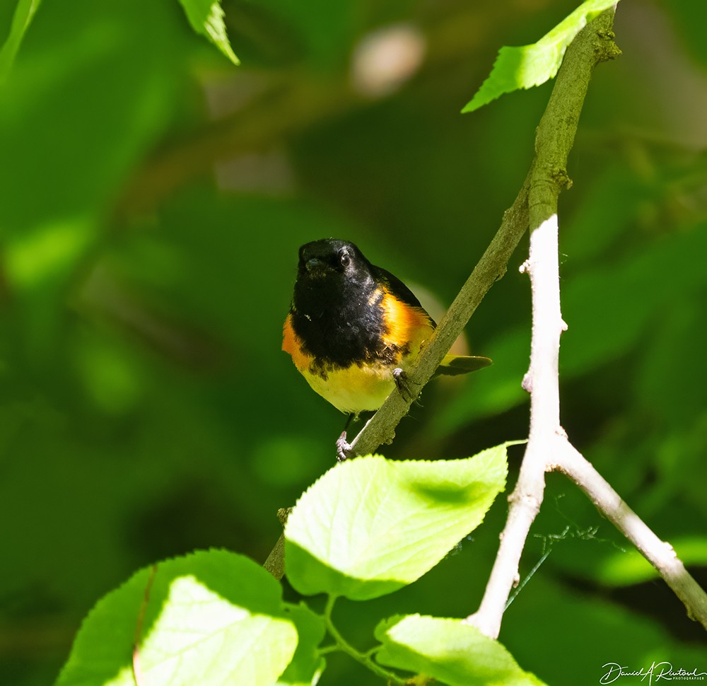 American Redstart - ML618722908