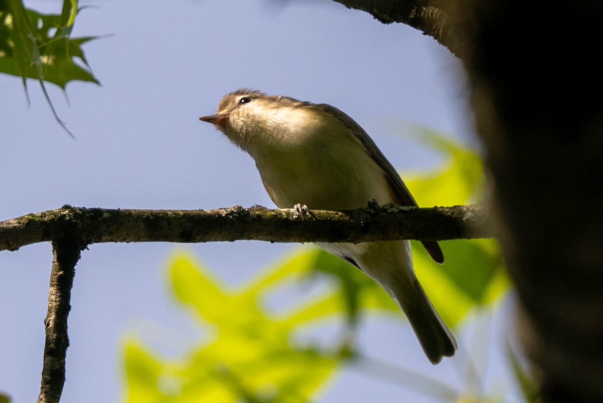 Warbling Vireo - ML618722921