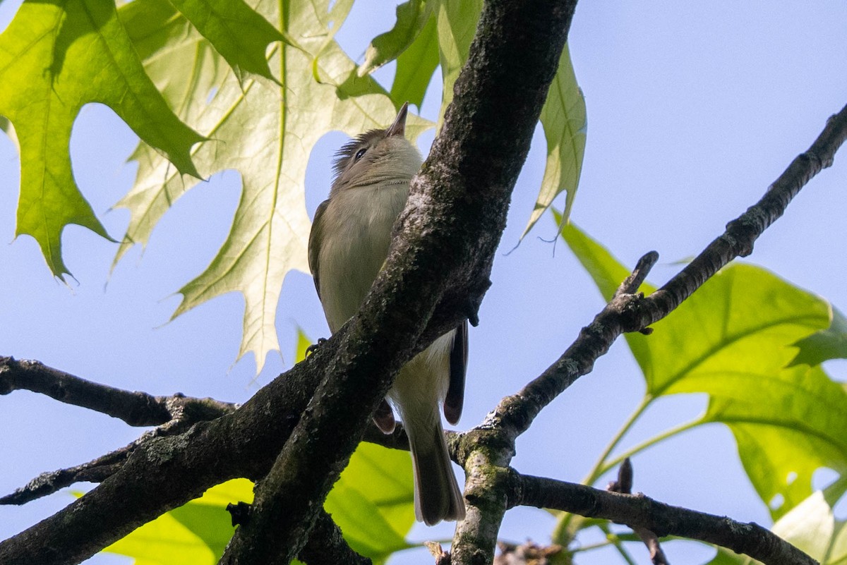 Warbling Vireo - ML618722922