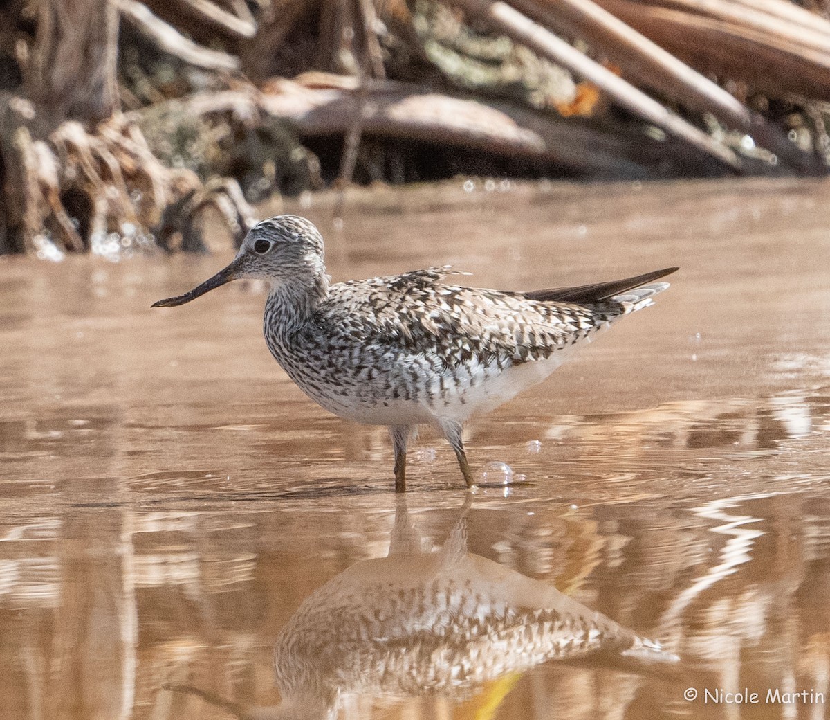 Greater Yellowlegs - ML618722937