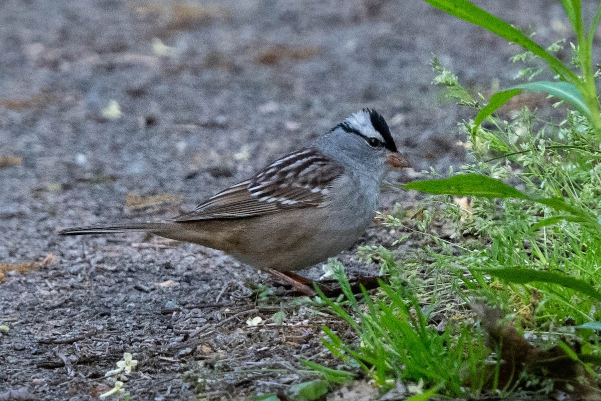White-crowned Sparrow - Ted Kavanagh
