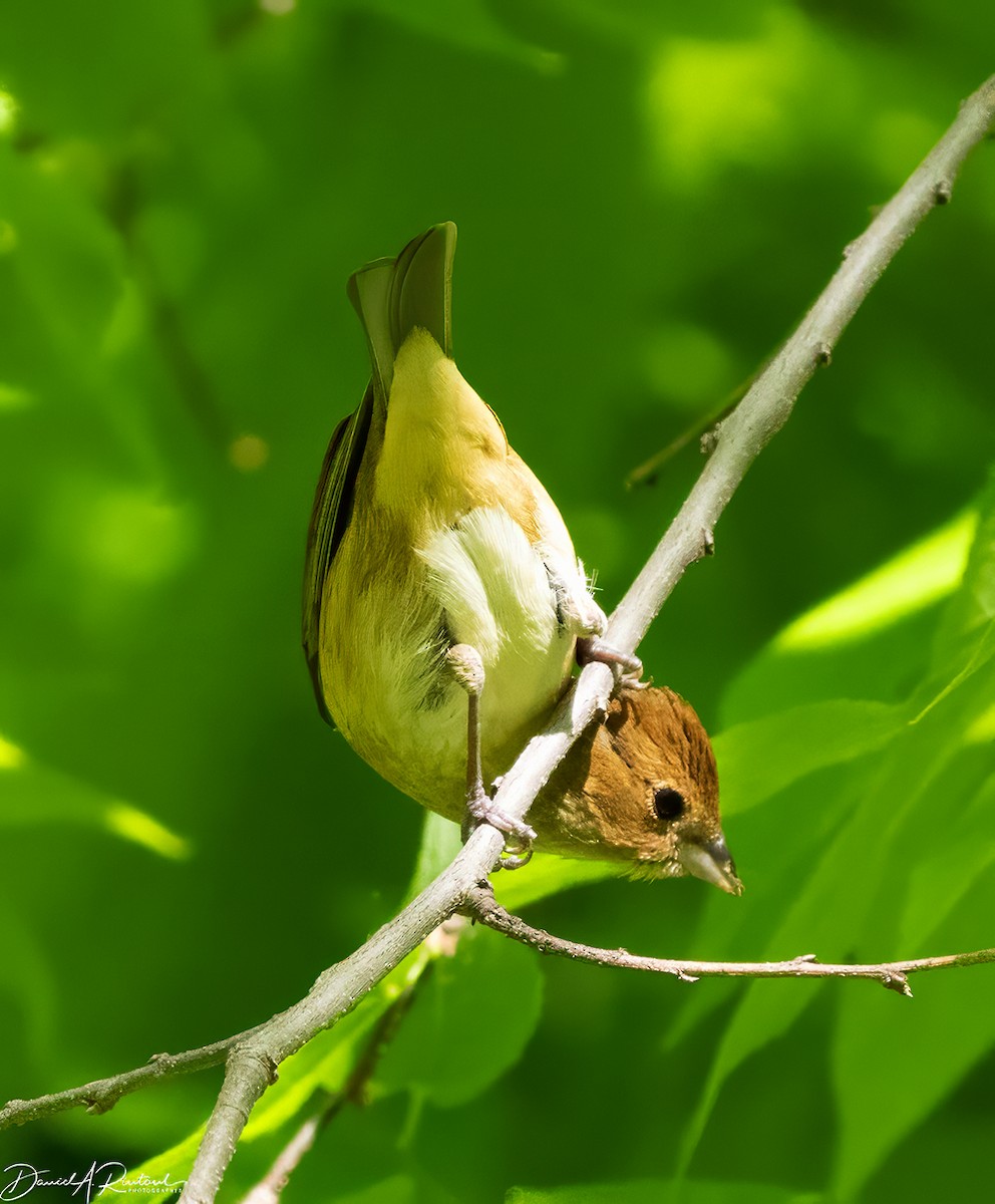 Indigo Bunting - Dave Rintoul