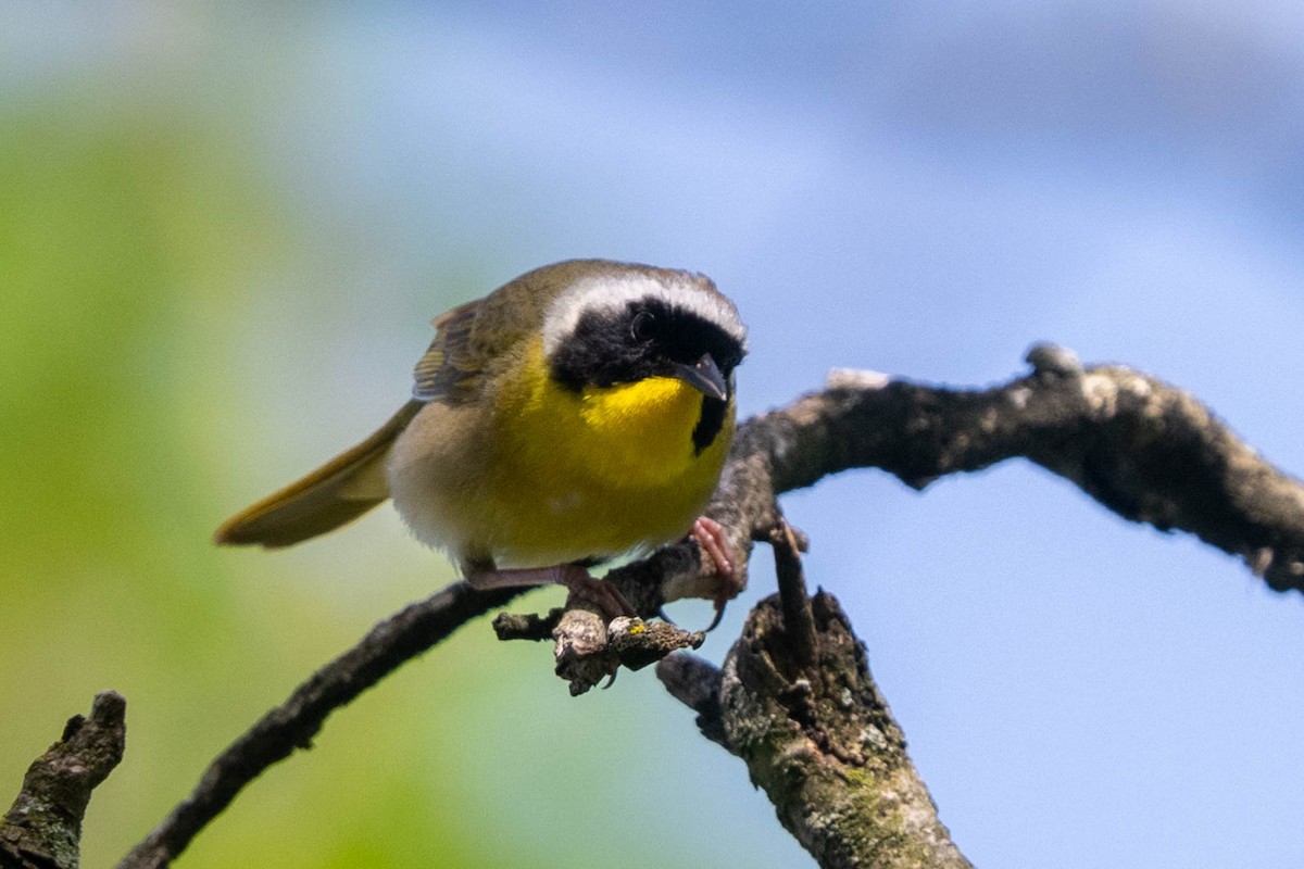 Common Yellowthroat - ML618722976