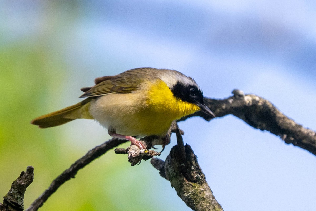 Common Yellowthroat - Ted Kavanagh