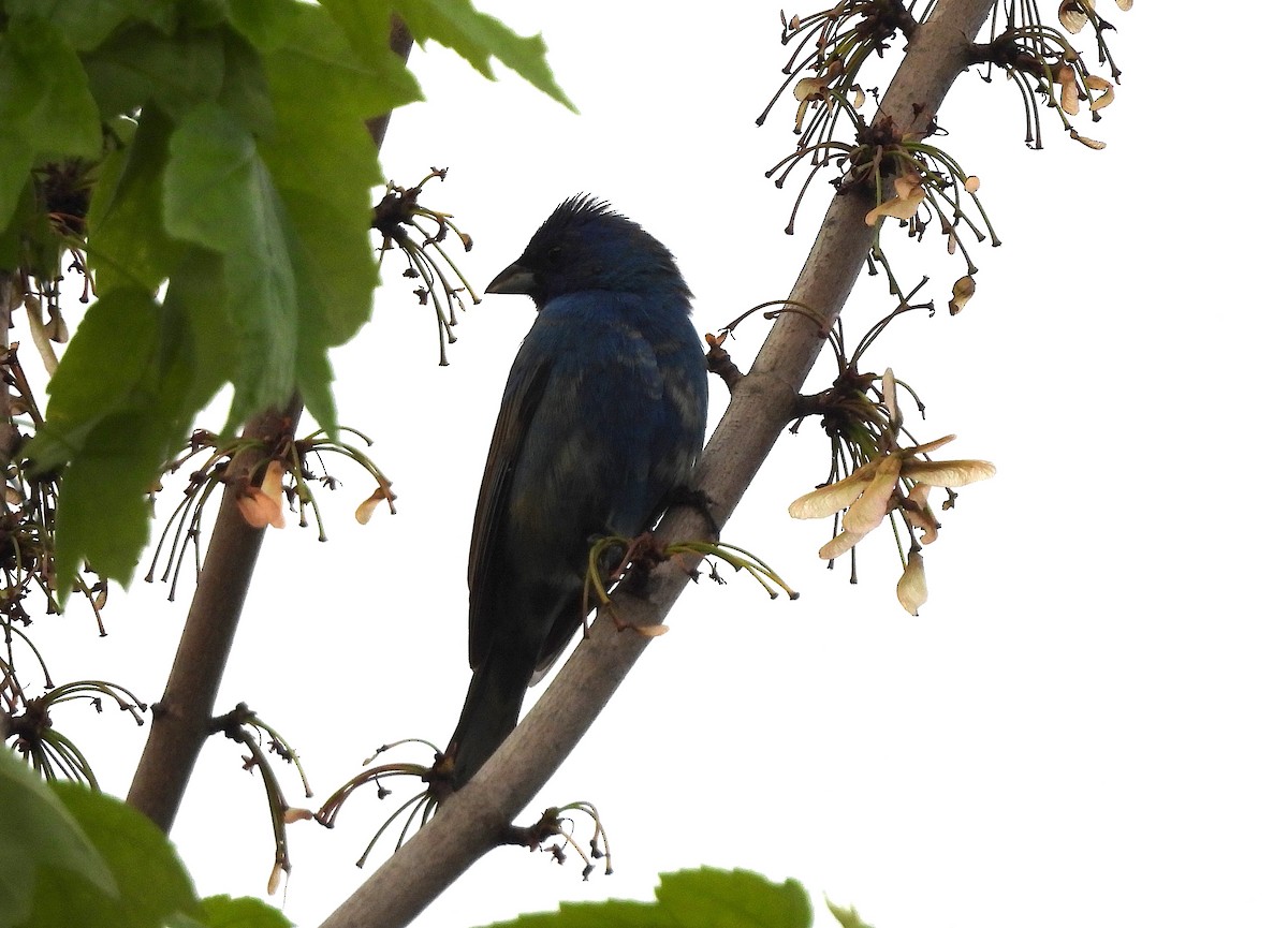 Indigo Bunting - ML618723011