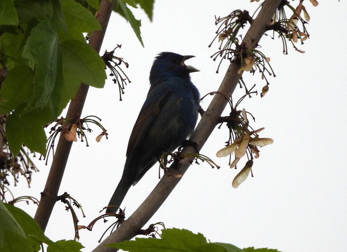 Indigo Bunting - ML618723013