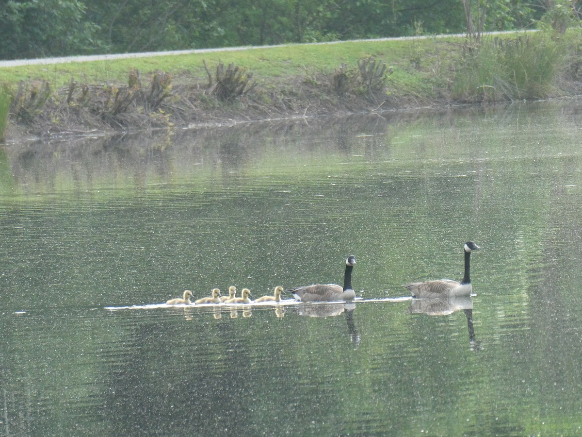 Canada Goose - Leigh McDougal