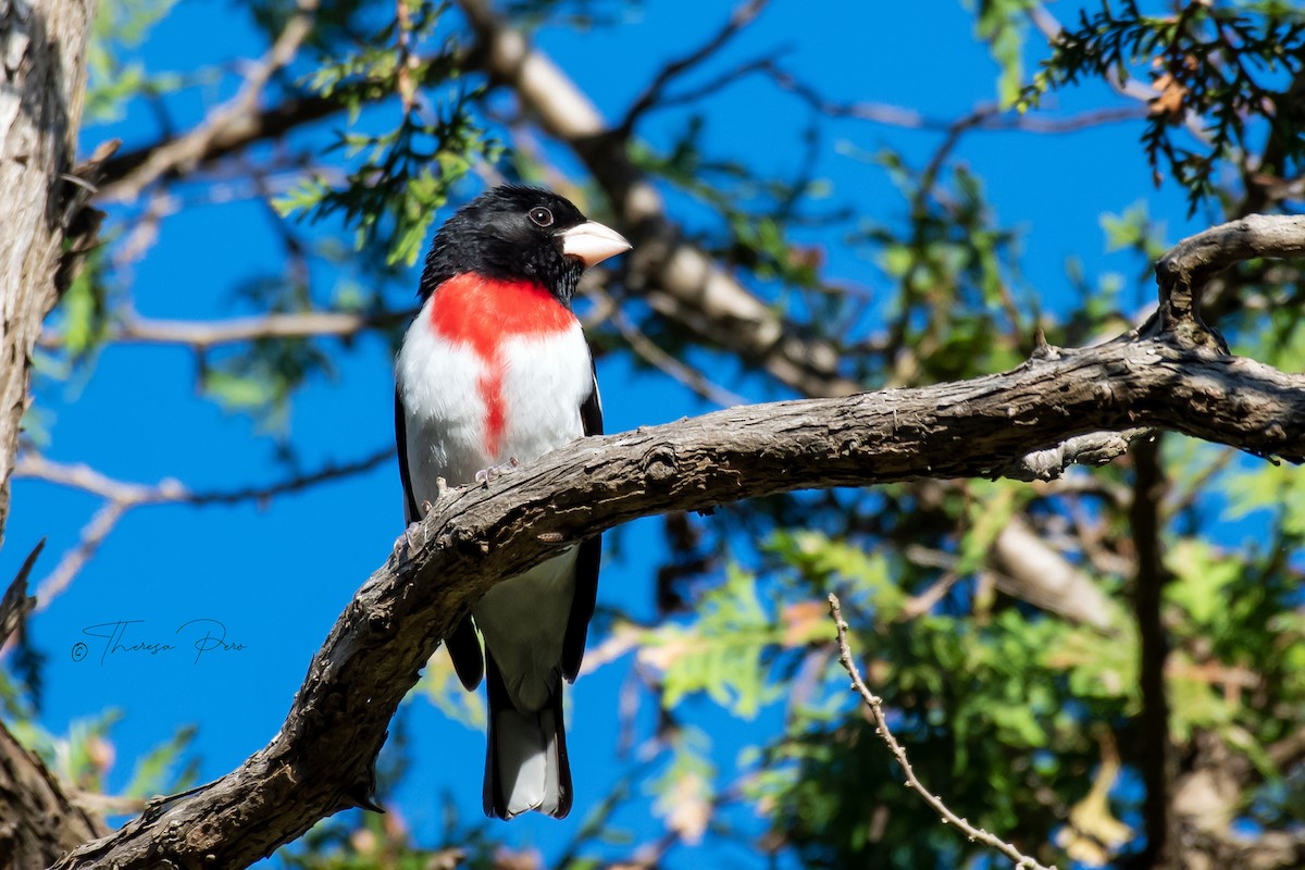 Rose-breasted Grosbeak - ML618723018