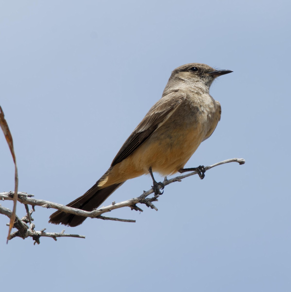 Say's Phoebe - Leslie Holzmann