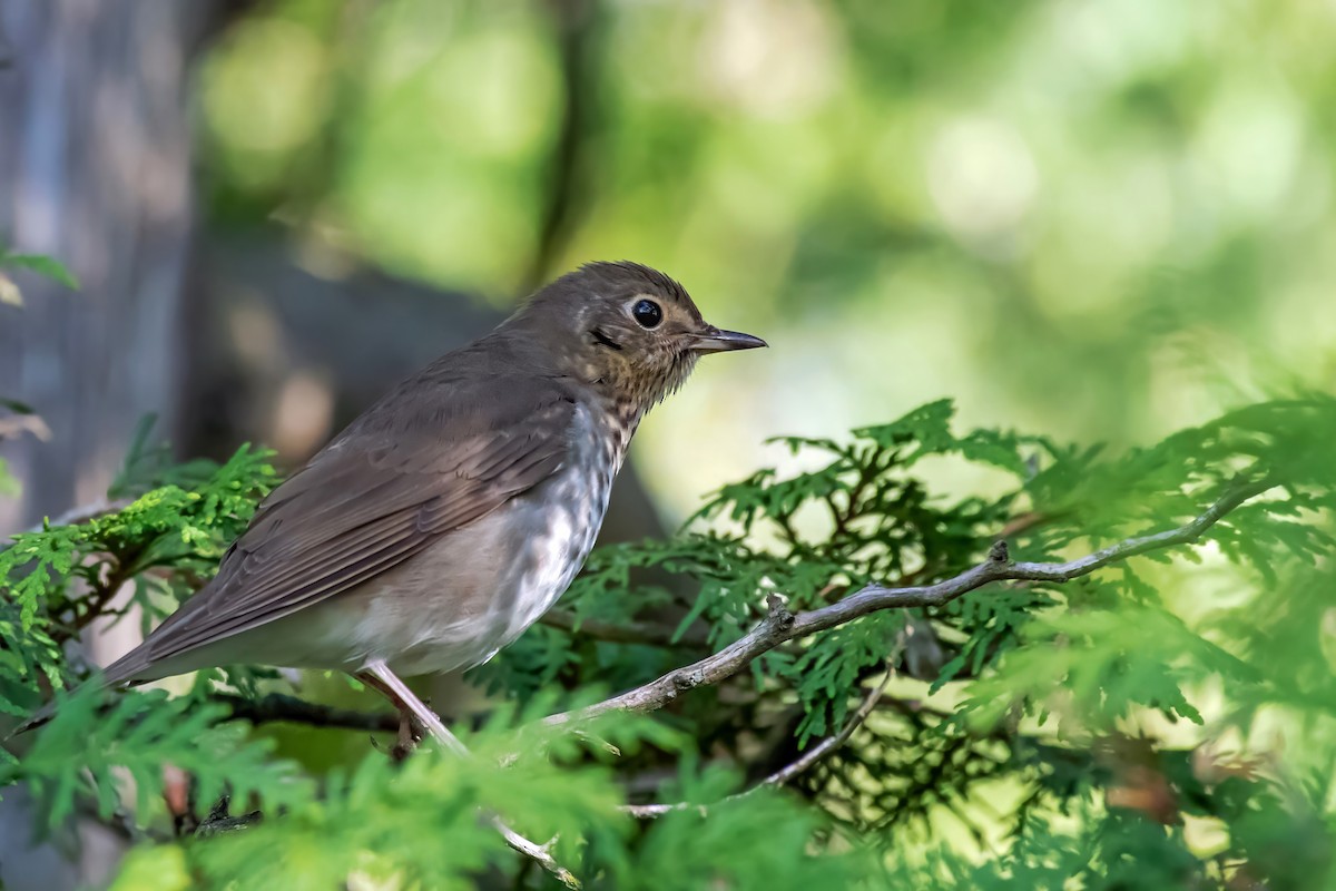 Swainson's Thrush - Theresa Pero