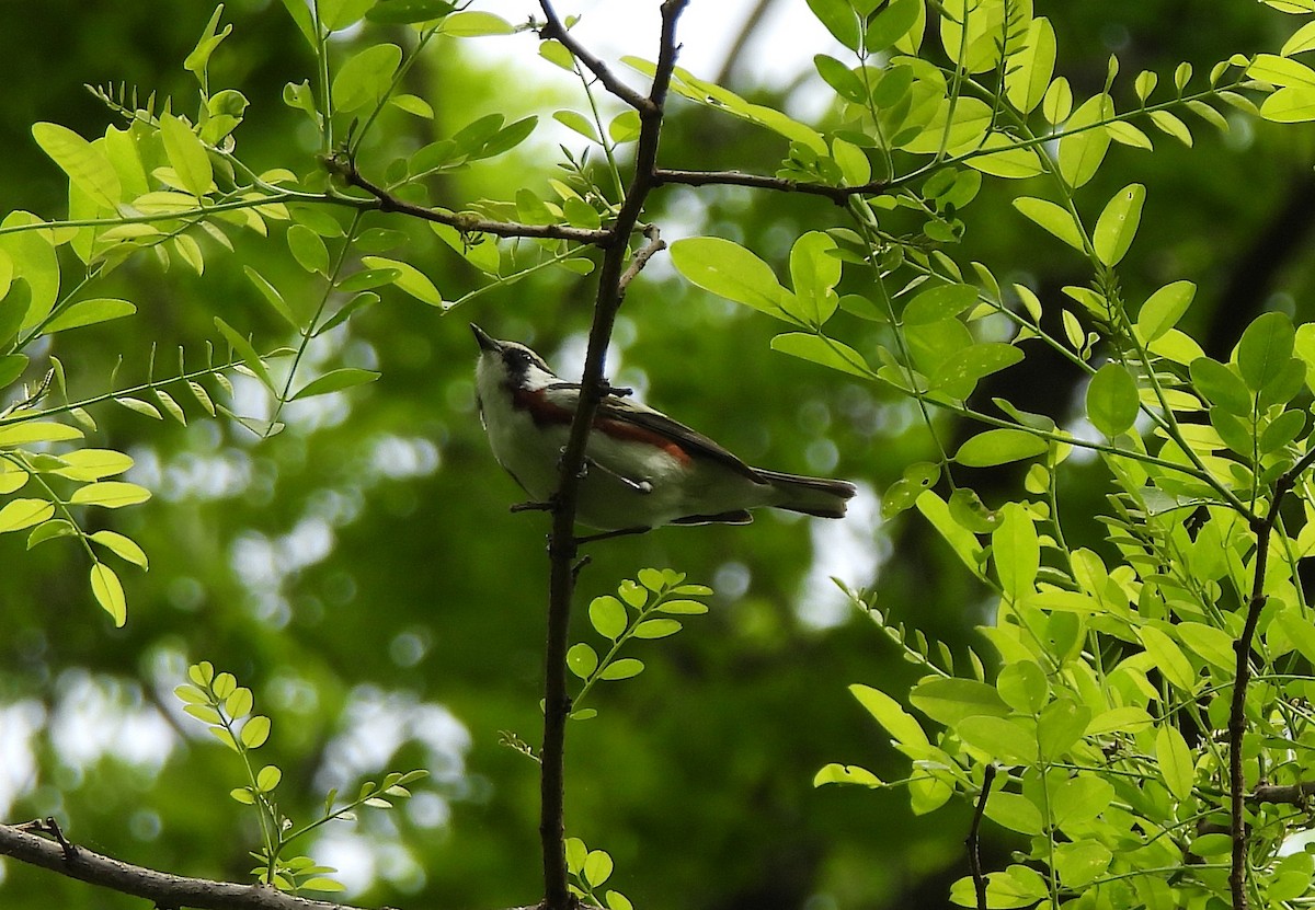 Chestnut-sided Warbler - ML618723067