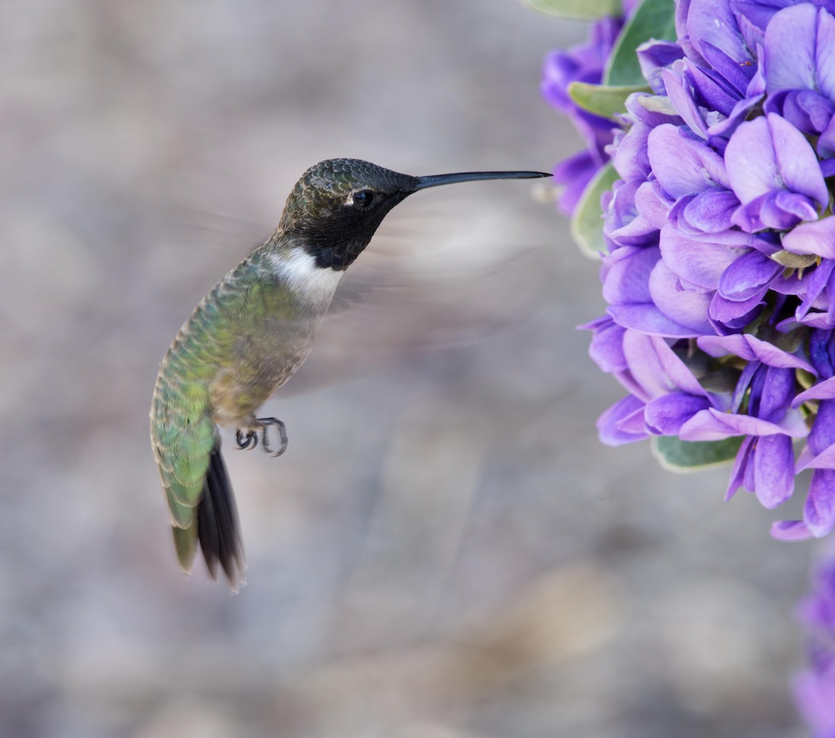 Black-chinned Hummingbird - Leslie Holzmann