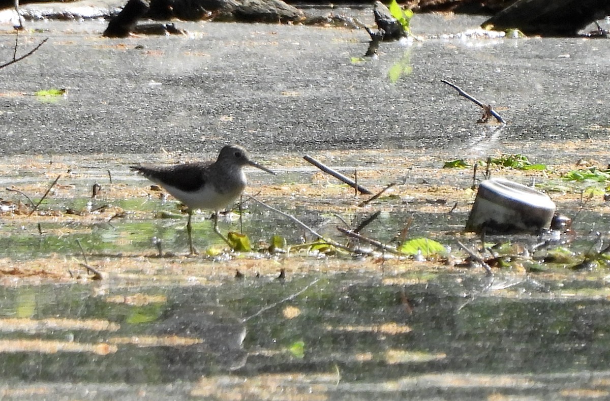 Solitary Sandpiper - ML618723071