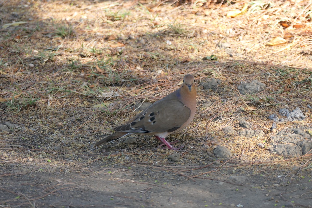 Zenaida Dove - Kenrith Carter