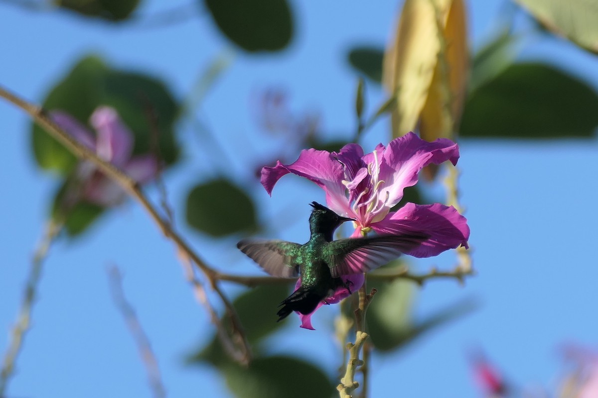 Antillean Crested Hummingbird (Grenadines and Grenada) - Kenrith Carter