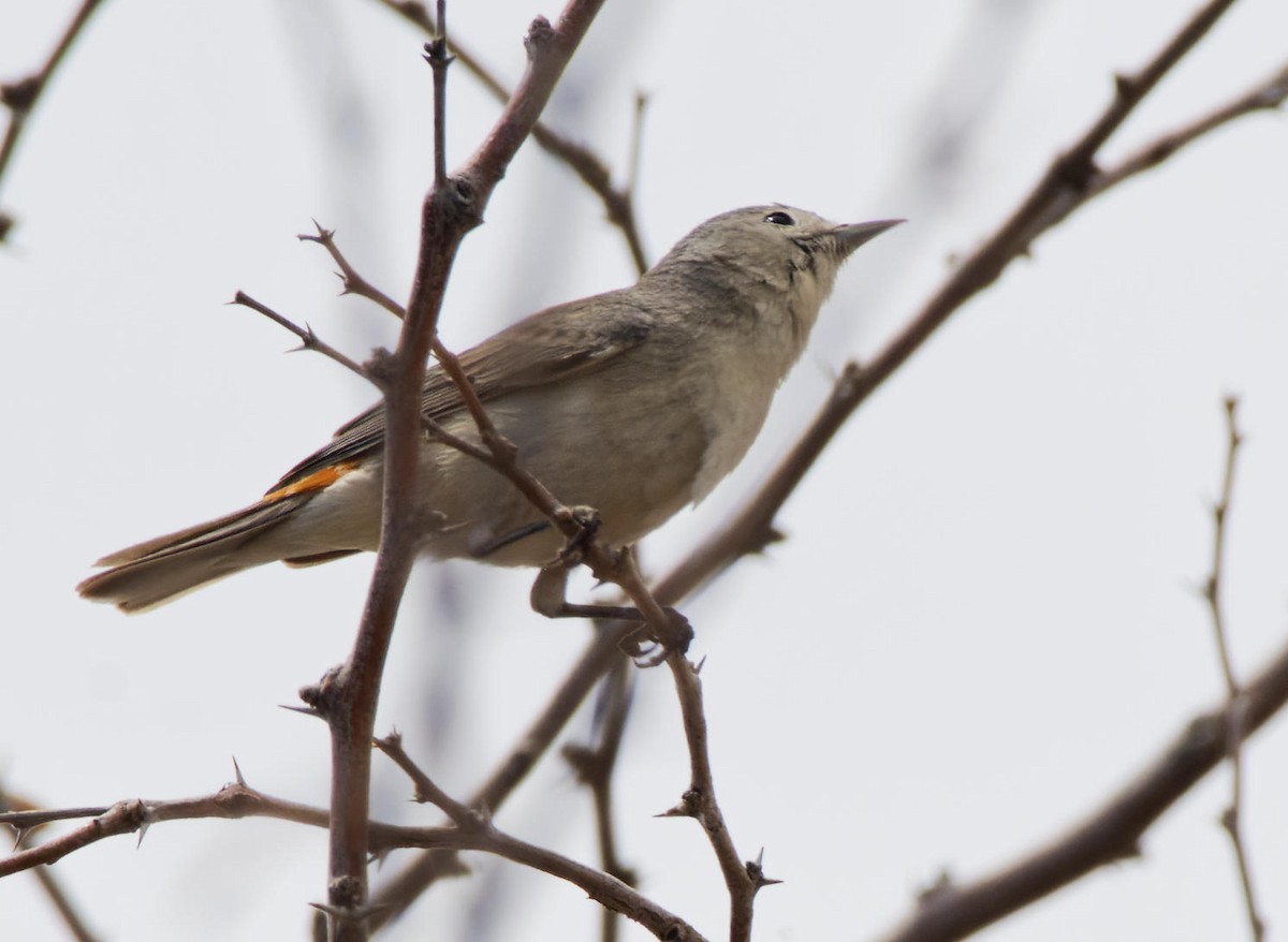 Lucy's Warbler - Leslie Holzmann