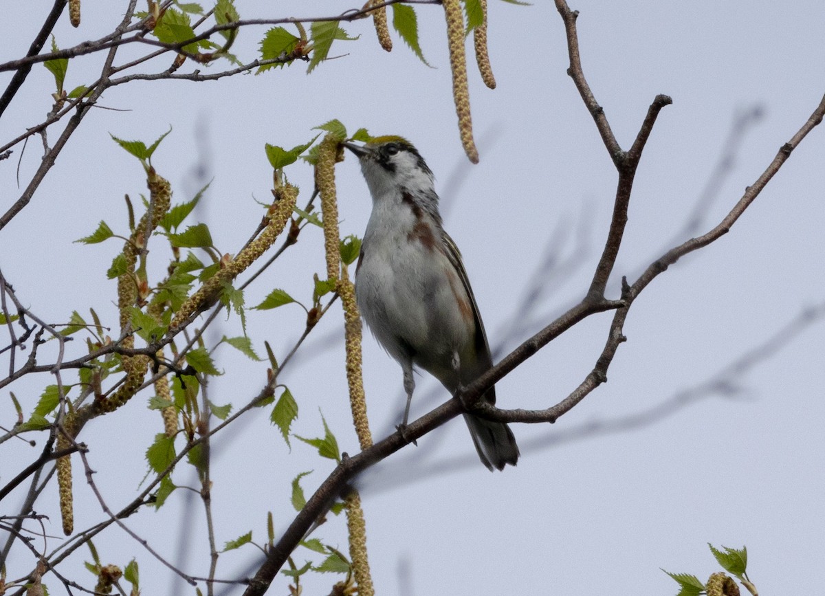 Chestnut-sided Warbler - ML618723105