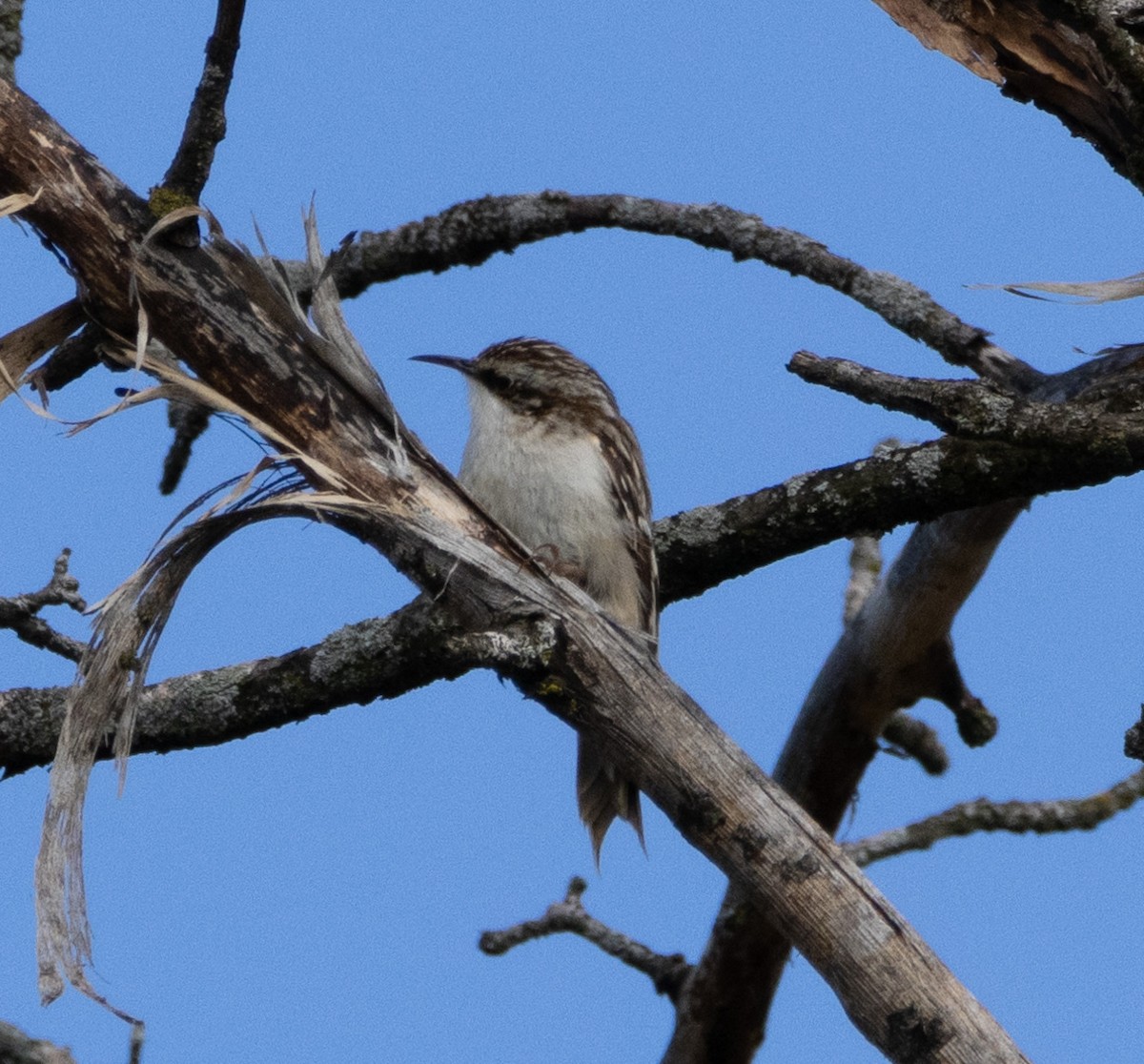 Brown Creeper - Bernard Tessier