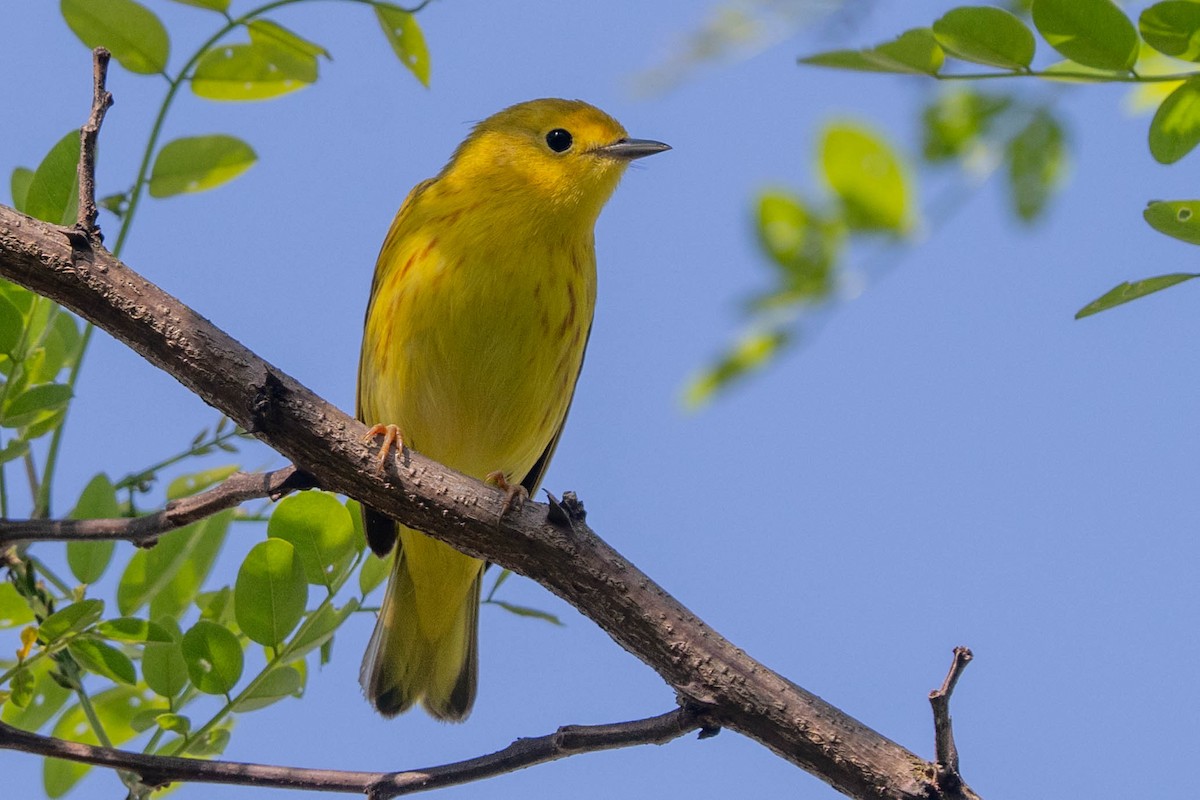 Yellow Warbler - Ted Kavanagh