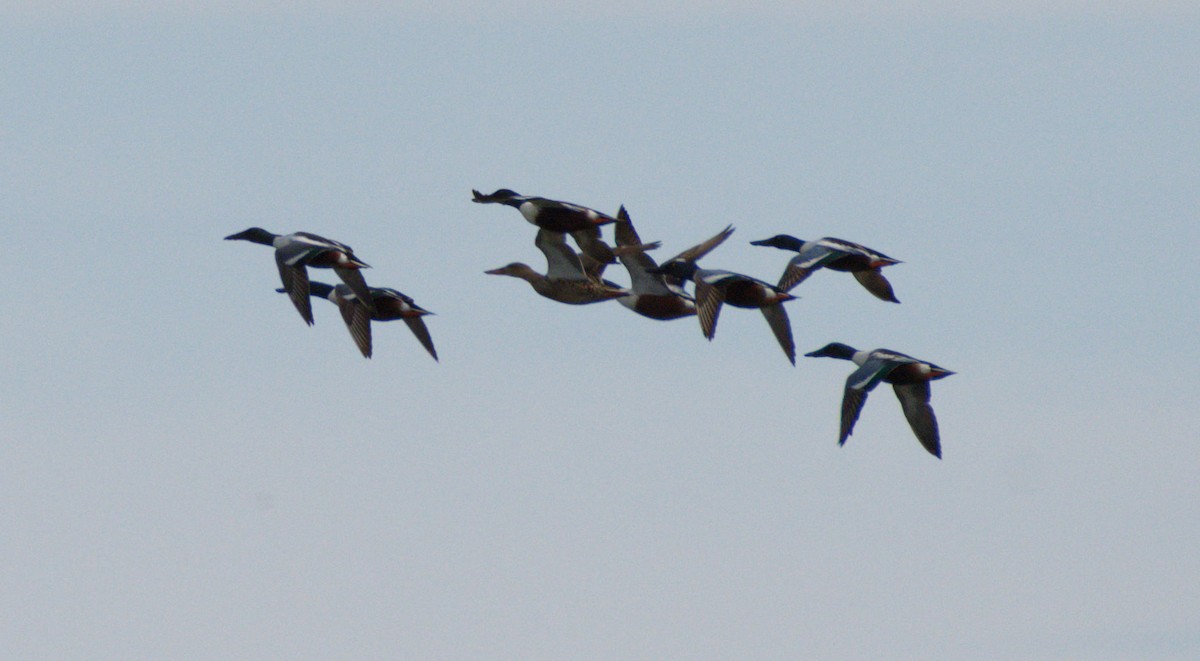 Northern Shoveler - ML618723156