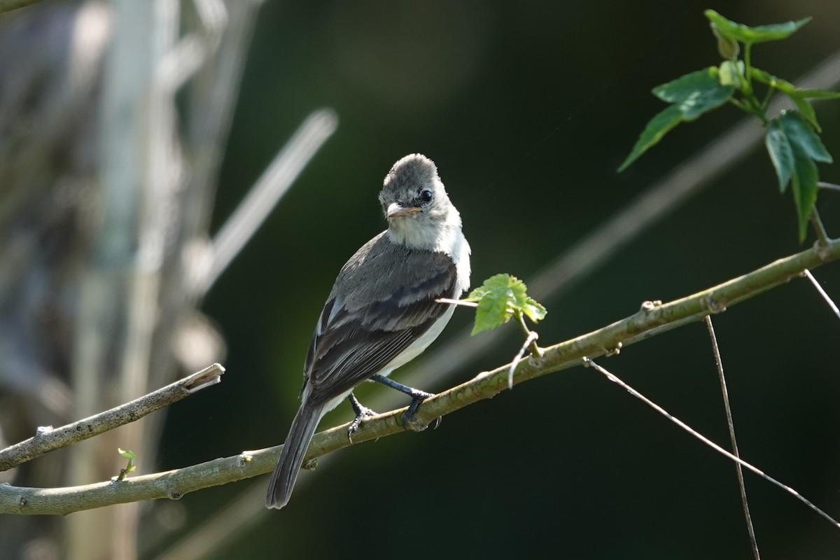 Northern Beardless-Tyrannulet - ML618723181