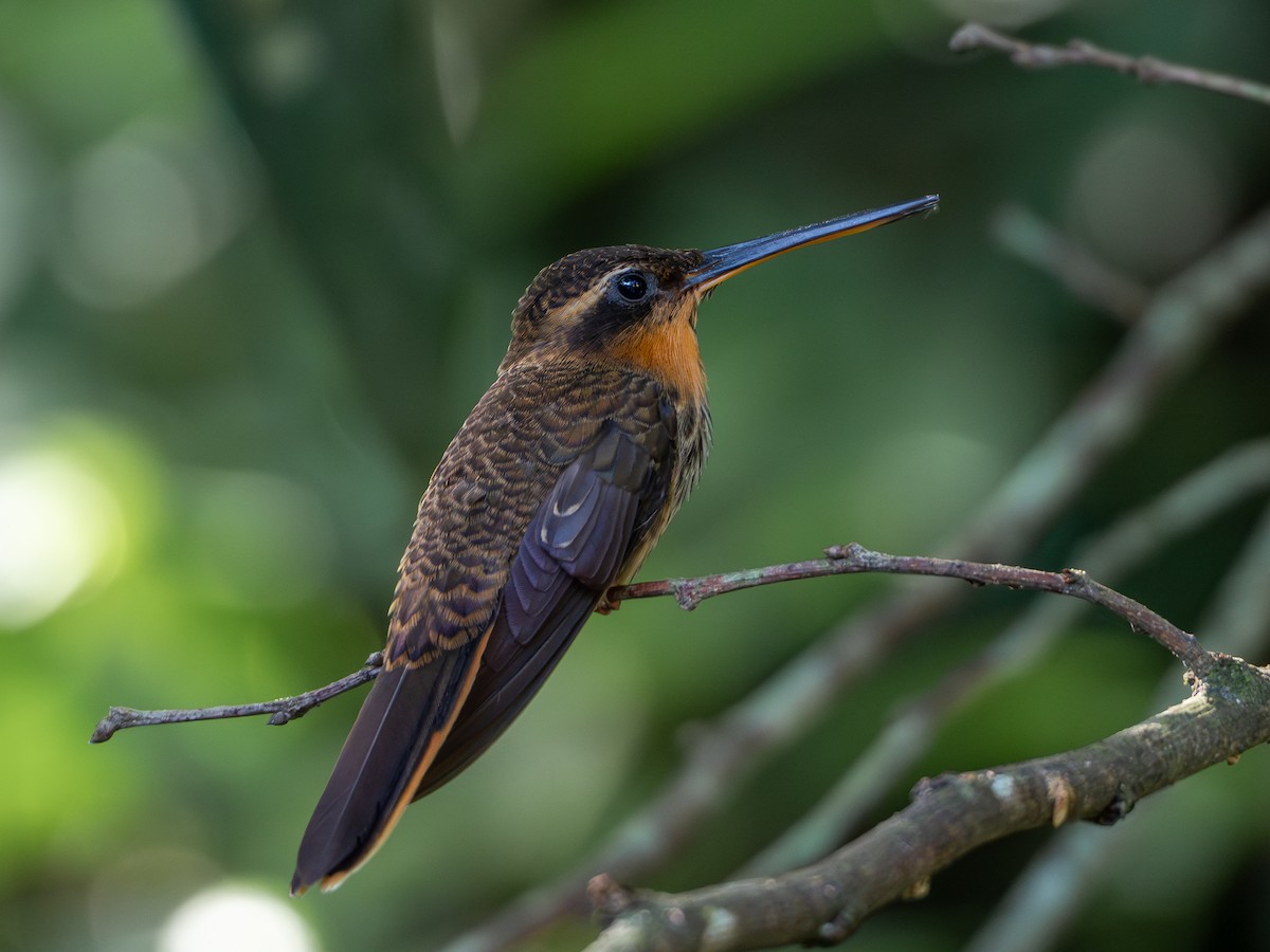 kolibřík pilozobý - ML618723198