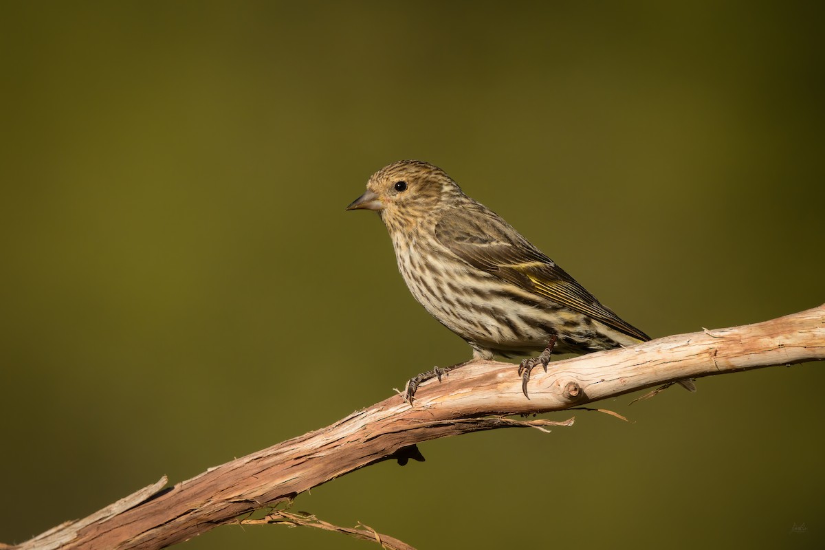 Pine Siskin - ML618723200